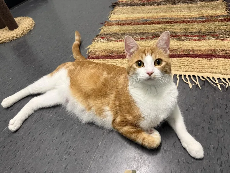 A young medium-sized female Orange & White Domestic Short Hair cat named Cookie for adoption in Minneapolis, MN