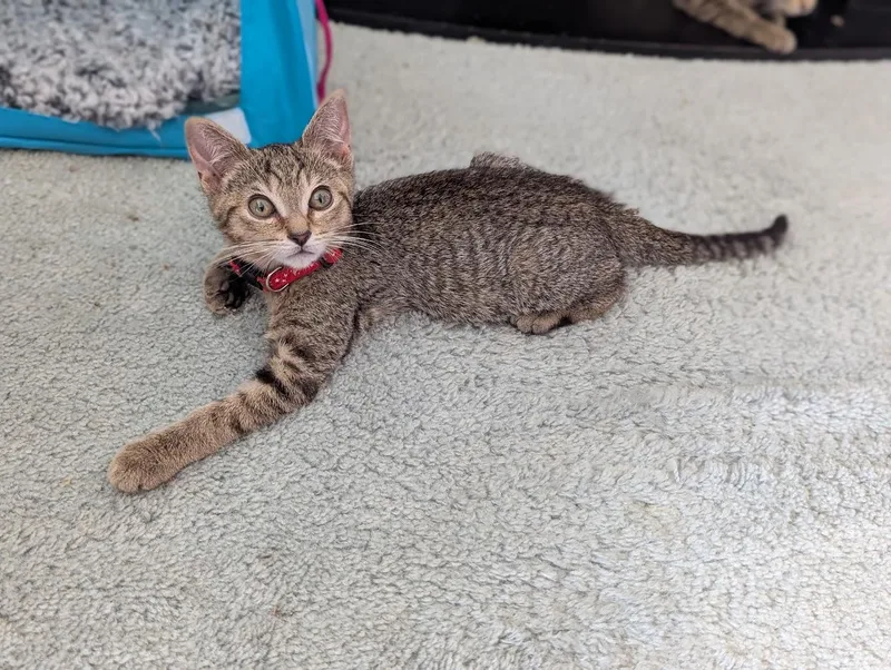 A baby small-sized female Tabby (Brown / Chocolate) Domestic Short Hair cat named Jazz for adoption in Hudsonville, MI