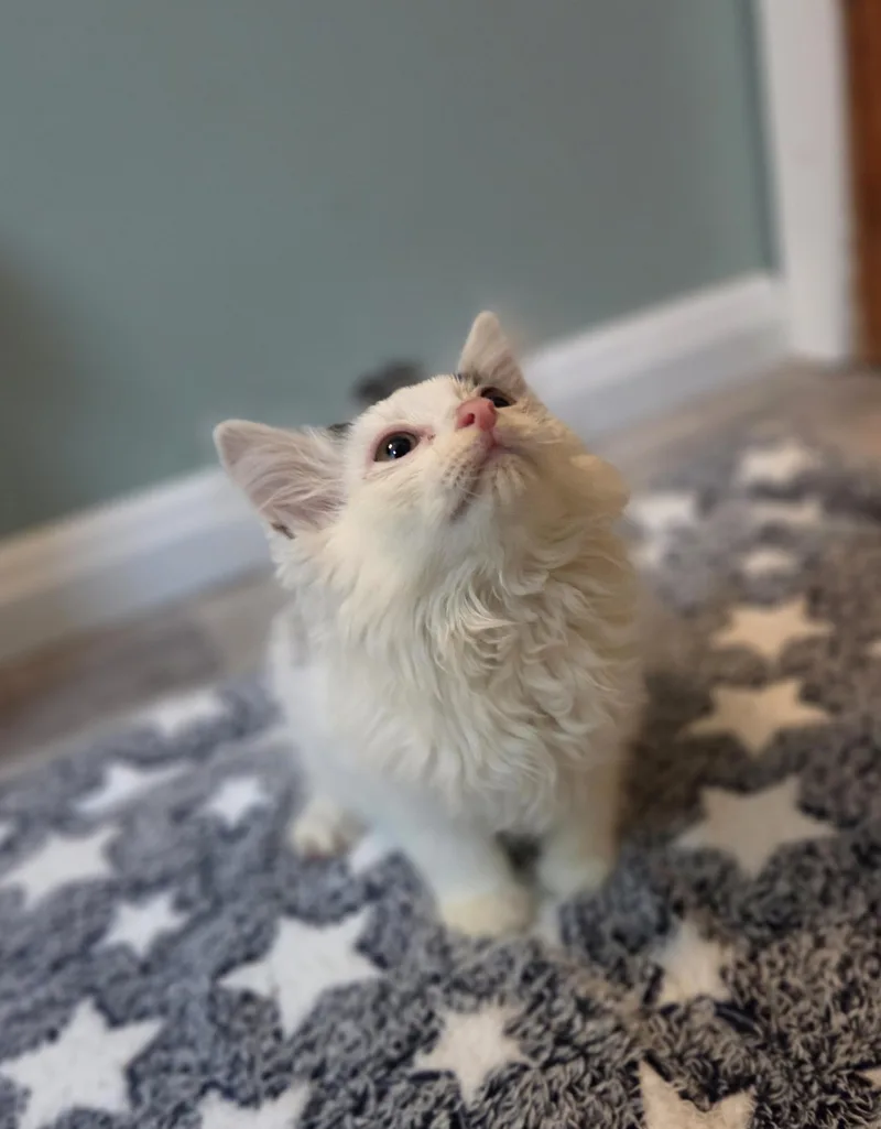 A baby small-sized female Domestic Long Hair cat named Panda for adoption in Knoxville, TN