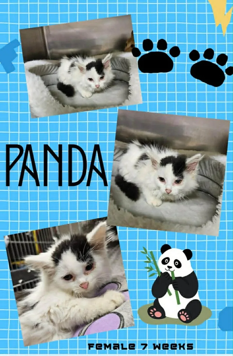 Panda thumbnail 3