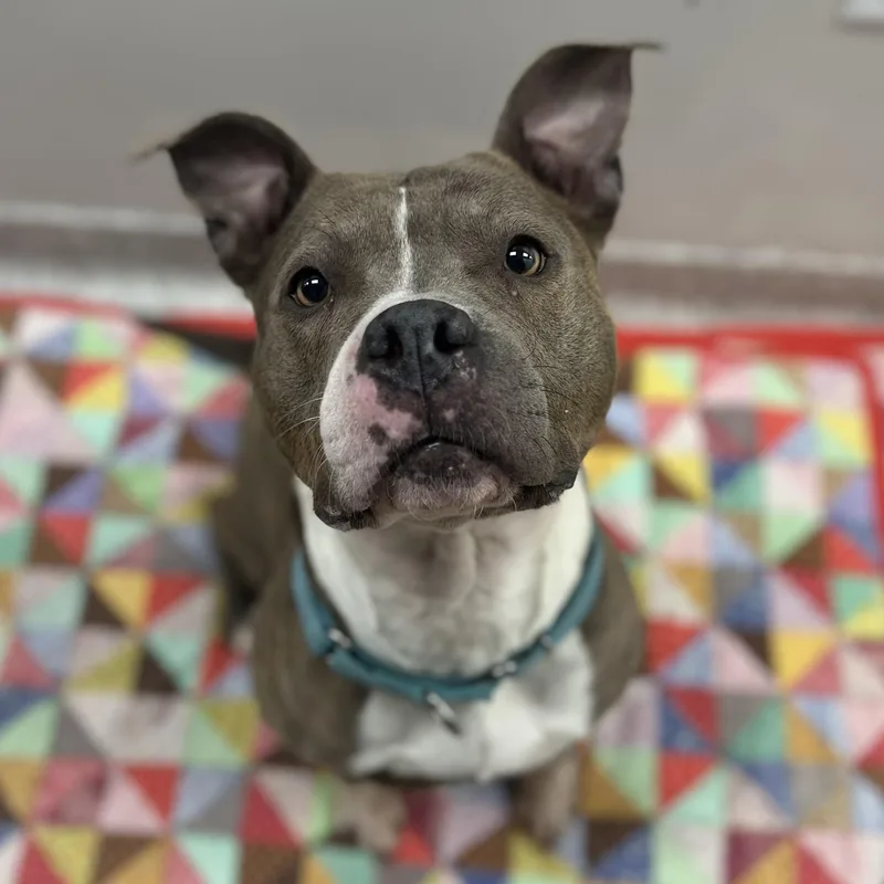 An adult medium-sized female Mixed Breed dog named Coco for adoption in Youngstown, OH