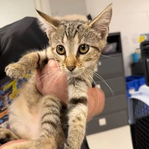 A baby small-sized female Brown / Chocolate Domestic Short Hair cat named EzraC for adoption in East Saint Louis, IL
