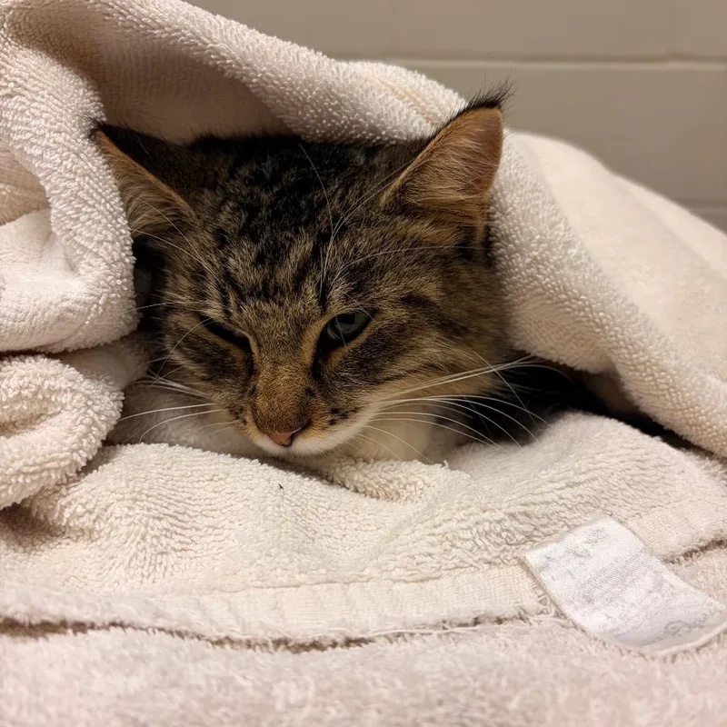 An adult medium-sized female Brown / Chocolate Domestic Medium Hair cat named Latte for adoption in Bristol, IN