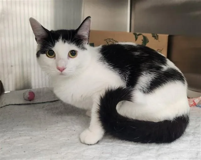 A young small-sized female Domestic Short Hair cat named Peanut for adoption in St. Louis, MO