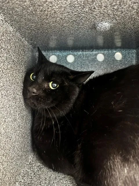 An adult medium-sized male Domestic Short Hair cat named Bruno for adoption in Naples, FL