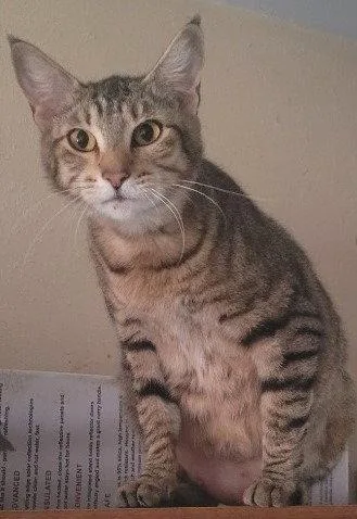 An adult medium-sized female Domestic Short Hair cat named Izzy for adoption in Battle Ground, WA