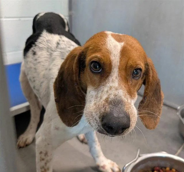 An adult medium-sized male Beagle dog named Patrick for adoption in Tavares, FL