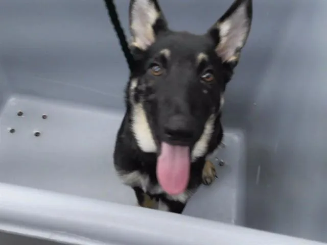 A baby small-sized male German Shepherd Dog dog named Toboe for adoption in Omaha, NE