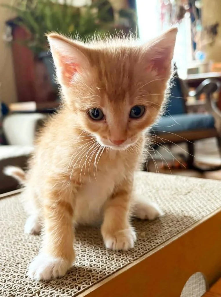 Whiskey