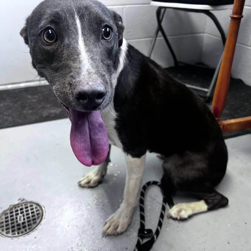 An adult medium-sized female Pit Bull Terrier dog named Piper Delta for adoption in Ridgway, CO