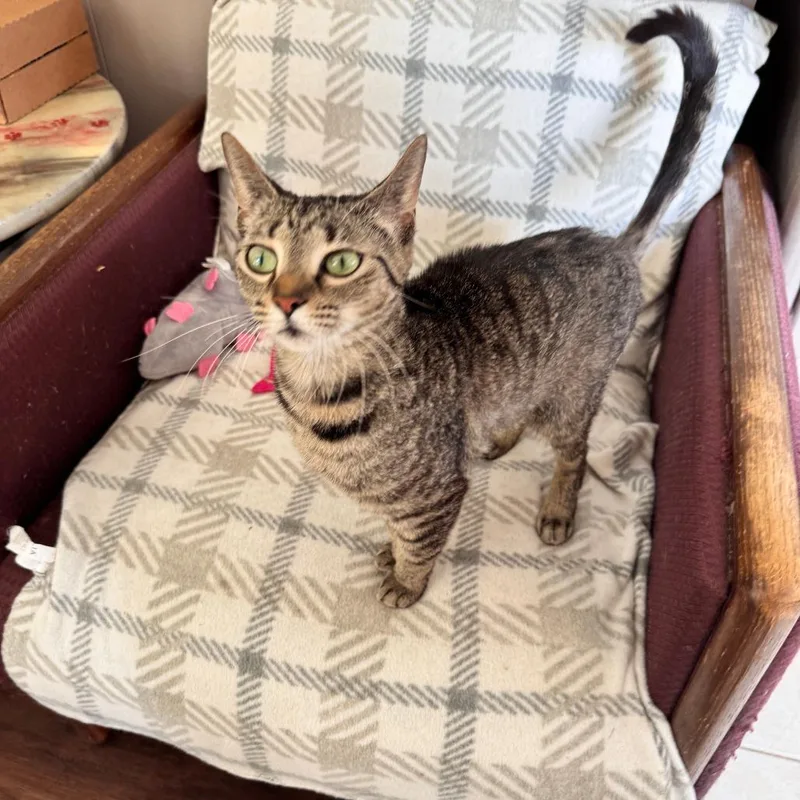 An adult medium-sized female Domestic Short Hair cat named Destiny for adoption in Portage, MI