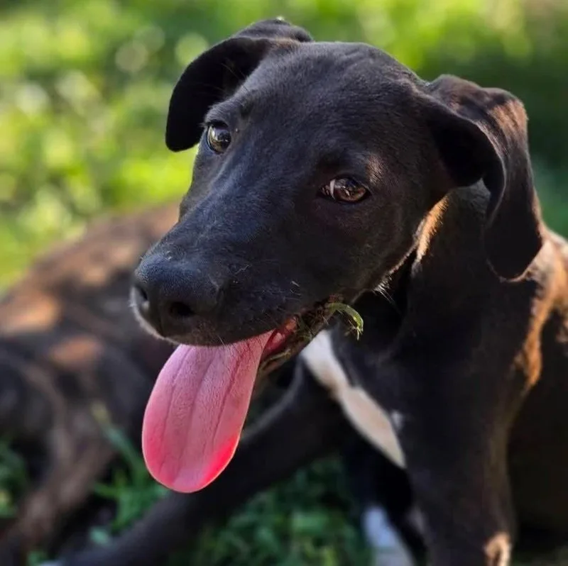 A baby large-sized female Black Terrier dog named Josephine for adoption in Albany, NY