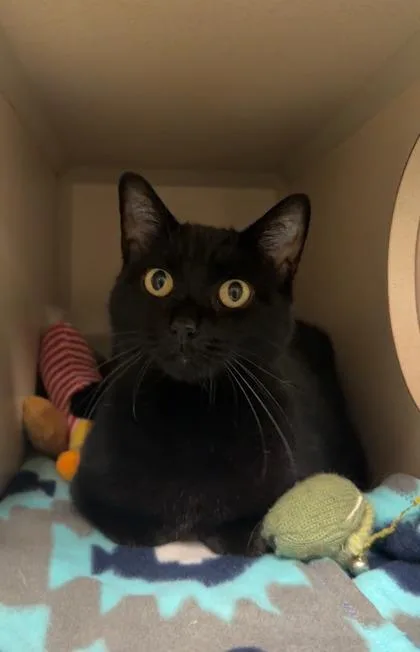 A senior large-sized female Domestic Short Hair cat named Silo for adoption in Quakertown, PA