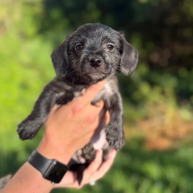 A baby small-sized male Black Terrier dog named Nikko for adoption in Newberg, OR