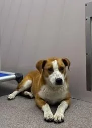 An adult medium-sized male Mixed Breed dog named Scrappy for adoption in Louisburg, NC