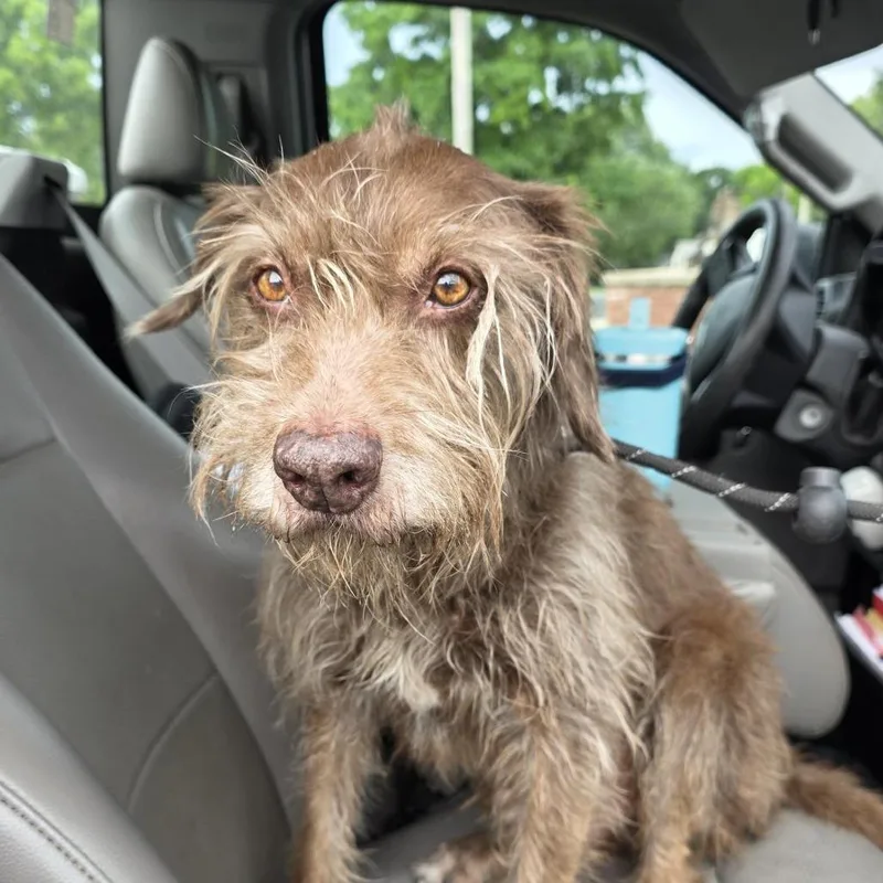 A senior medium-sized male Brown / Chocolate German Wirehaired Pointer dog named AuroGeordie for adoption in Aurora, MO