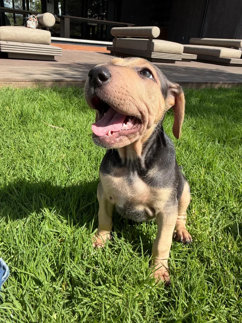 A baby medium-sized female Shar-Pei dog named Dumpling for adoption in Austin, TX