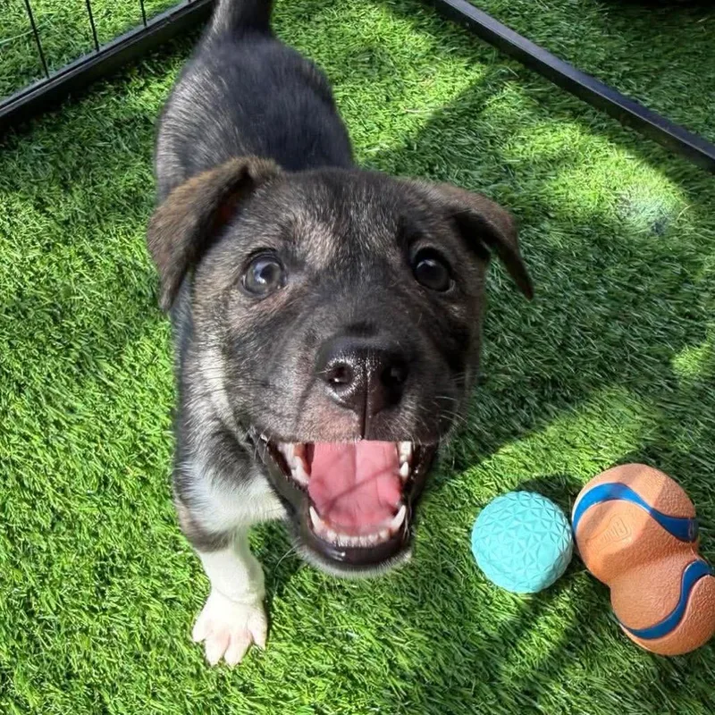 A baby large-sized female Brindle Husky dog named Della for adoption in Griswold, CT