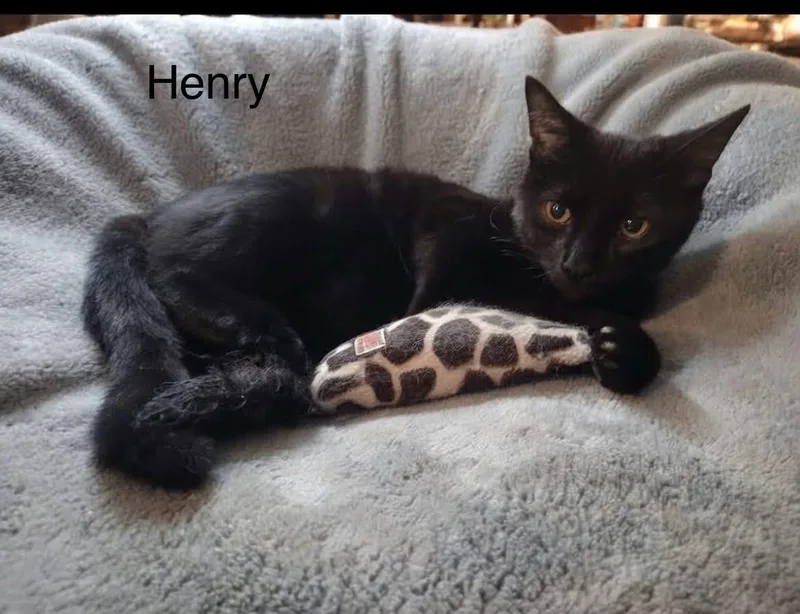 Henry