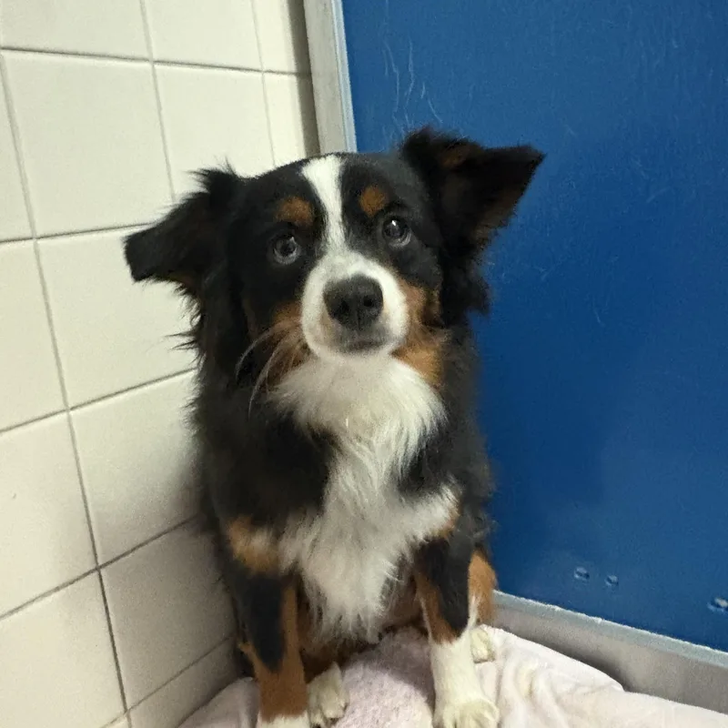 A young small-sized male Black Australian Shepherd dog named Bowser for adoption in Hays, KS