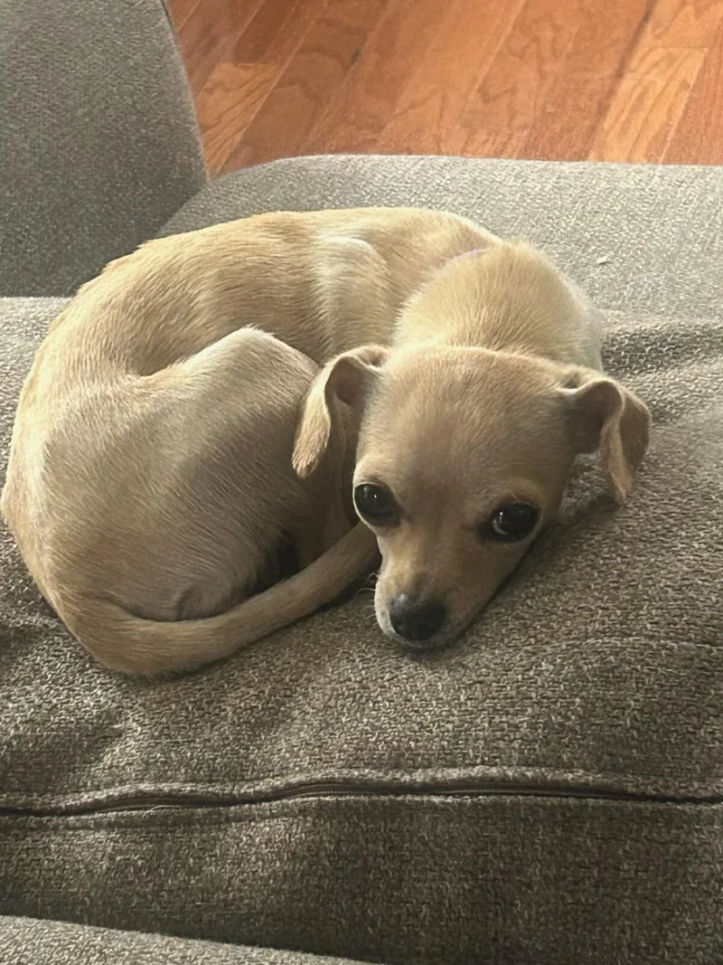Lady