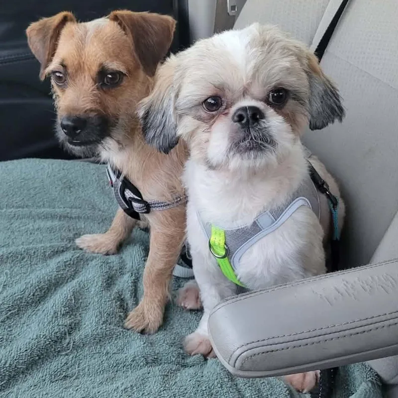 A young small-sized male Tricolor (Brown, Black, & White) Shih Tzu dog named Coco for adoption in LEHIGH ACRES, FL