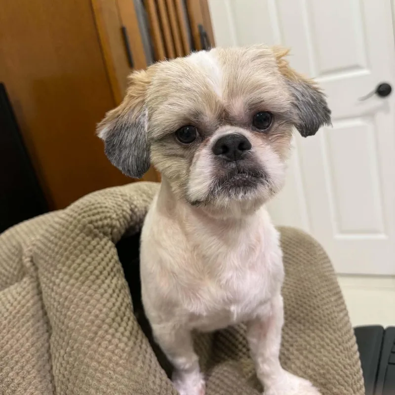 Coco thumbnail 3