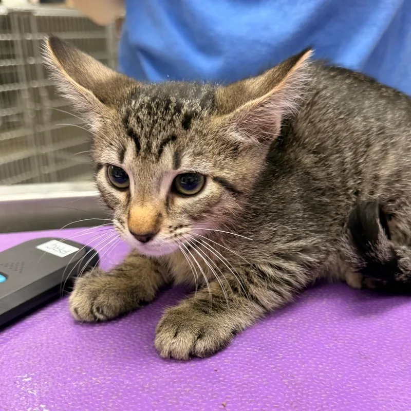 A baby small-sized male Brown / Chocolate Domestic Short Hair cat named Nigel for adoption in Indianapolis, IN