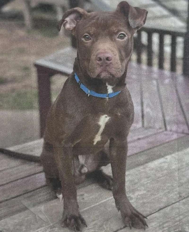 An adult large-sized male Tricolor (Brown, Black, & White) Pit Bull Terrier dog named Tootsie Roll Freeport for adoption in Westbury, NY