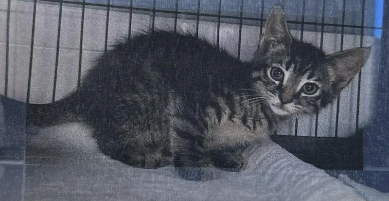 A senior small-sized female Brown / Chocolate Domestic Short Hair cat named Meadow Freeport for adoption in Westbury, NY