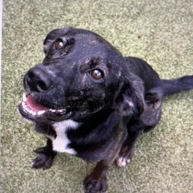 A young medium-sized male Black Plott Hound dog named Hank for adoption in Lenoir, NC