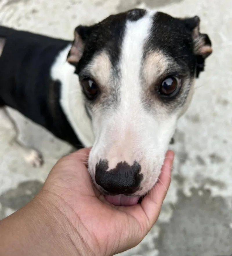 Candito
