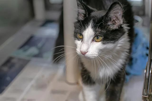 A young small-sized male Domestic Medium Hair cat named Yin for adoption in Charlotte, NC