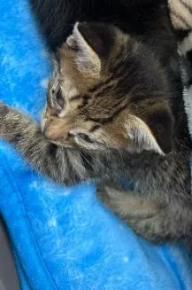 A baby small-sized female Domestic Short Hair cat named Chica for adoption in San Antonio, TX