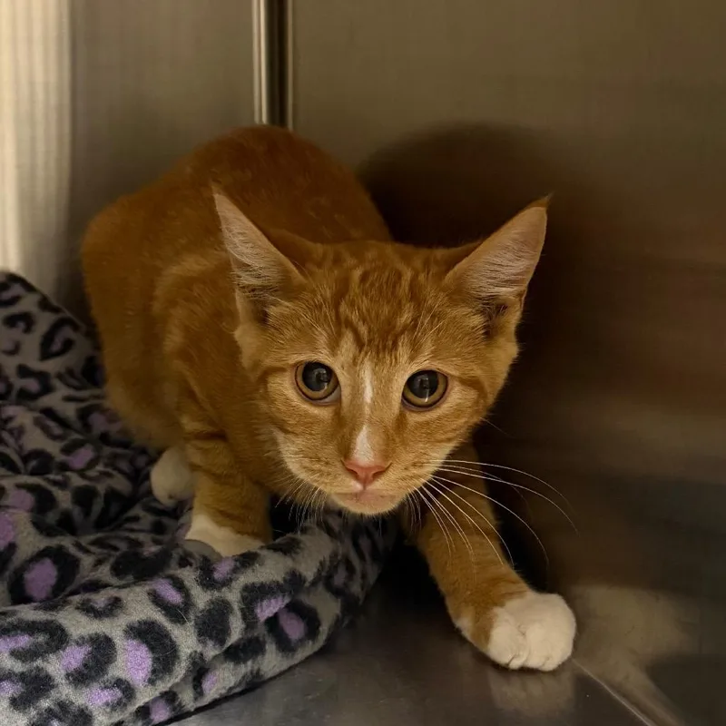 A baby medium-sized male Domestic Short Hair cat named London for adoption in Cody, WY
