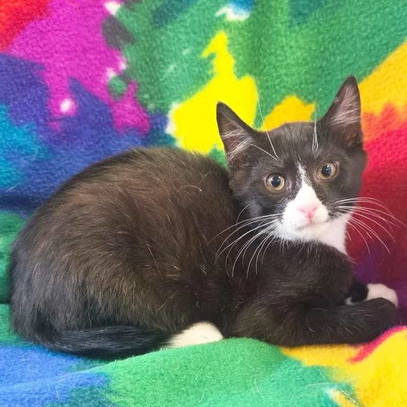 A baby medium-sized male Black Domestic Short Hair cat named Flip Flop for adoption in Mount Juliet, TN
