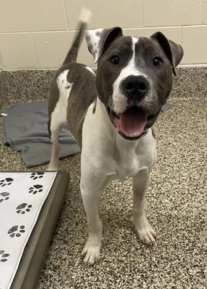 A young medium-sized male Pit Bull Terrier dog named Buddy for adoption in Westland, MI