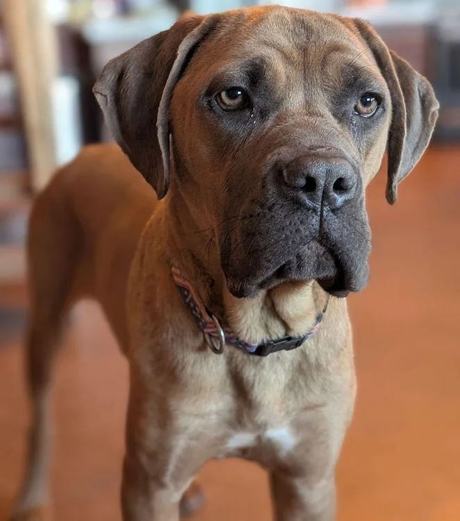 Susannah Muffin thumbnail 2