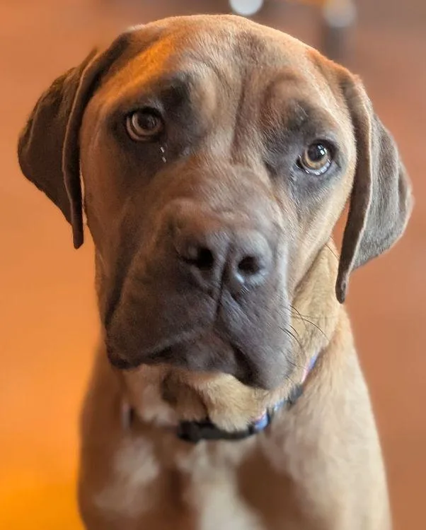 Susannah Muffin thumbnail 4