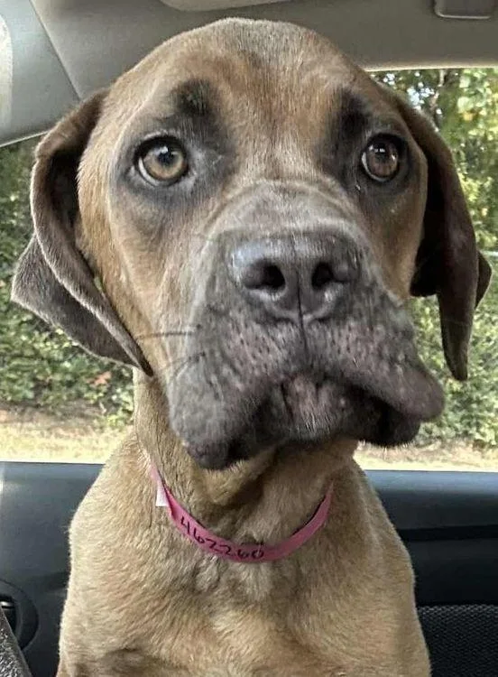 Susannah Muffin thumbnail 5