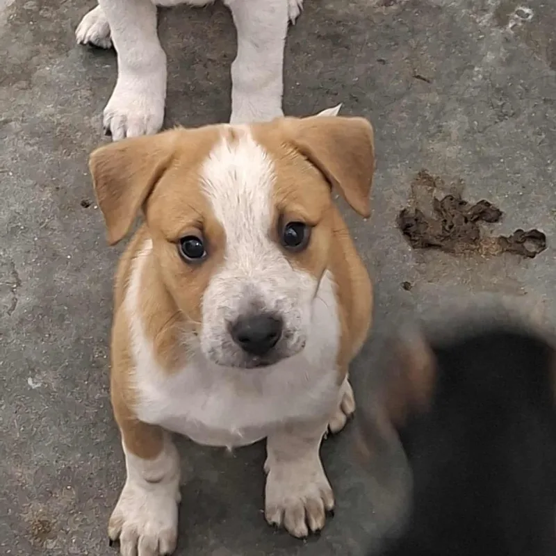 A baby small-sized female Red / Chestnut / Orange Hound dog named Honeysuckle for adoption in Hannibal, MO