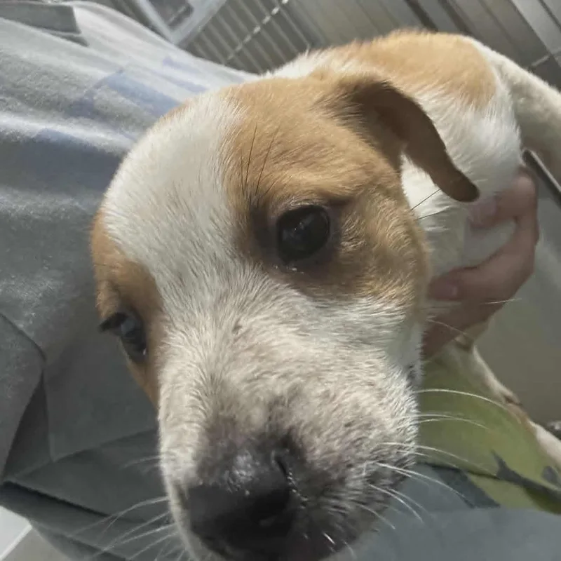 Honeysuckle thumbnail 2