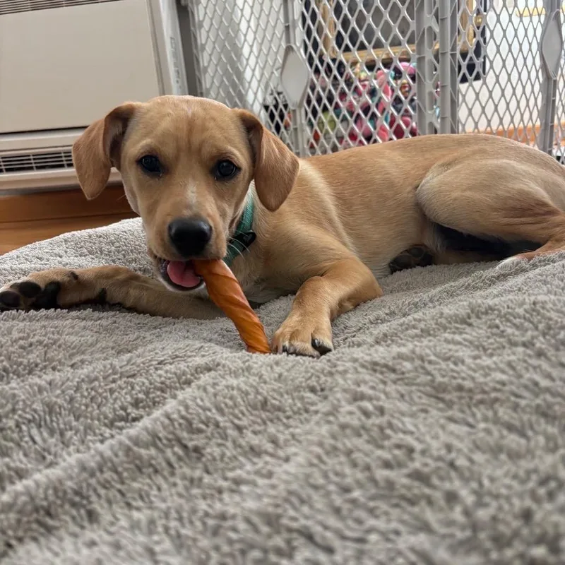 A young small-sized male Corgi dog named Ridge for adoption in Ashland, OR