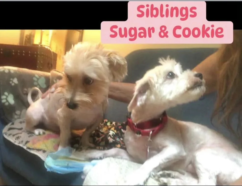 An adult small-sized female Havanese dog named Sugar & Cookie for adoption in Encino, CA