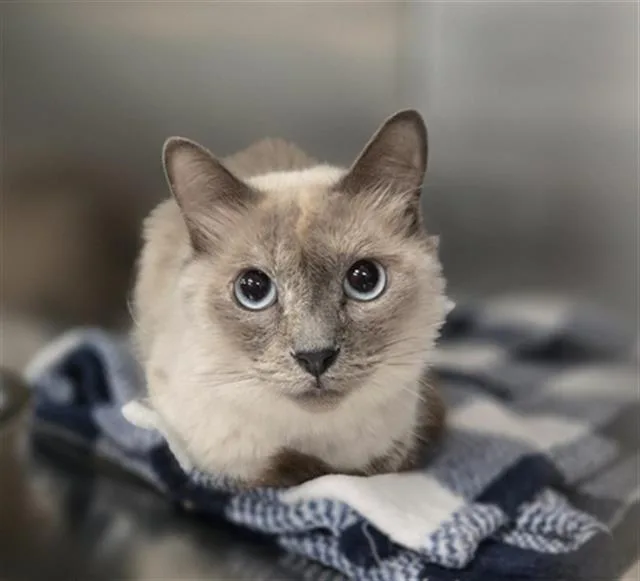 A young small-sized female Domestic Short Hair cat named Lala for adoption in Dallas, TX