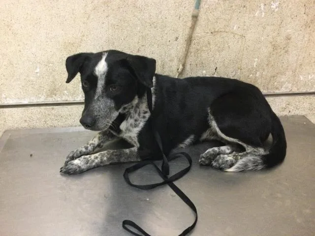 A young medium-sized female Australian Cattle Dog / Blue Heeler dog named Ivory for adoption in Riverside, CA