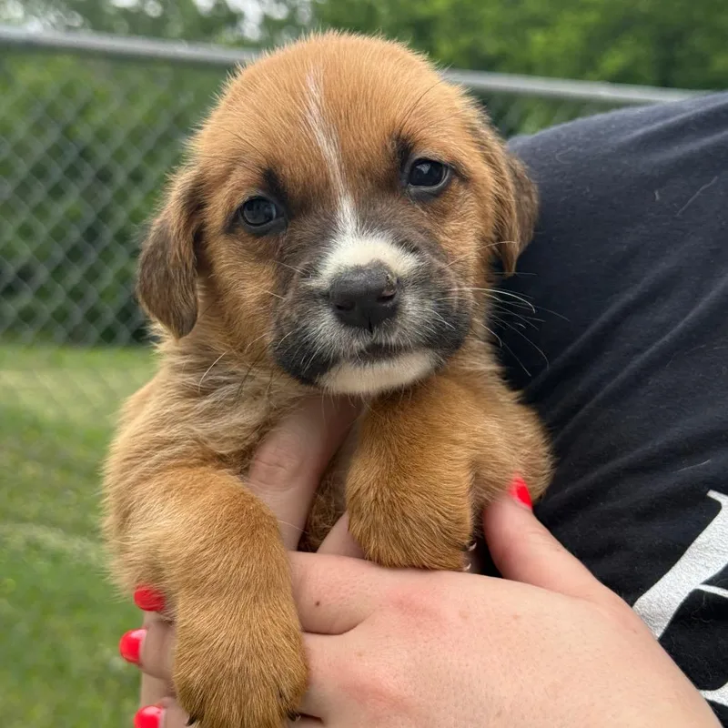 A baby medium-sized male Yellow / Tan / Blond / Fawn Mixed Breed dog named Cream for adoption in Tulsa, OK