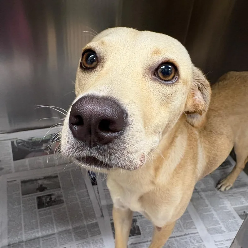 An adult small-sized male Yellow / Tan / Blond / Fawn Labrador Retriever dog named Skeeter for adoption in Corpus Christi, TX