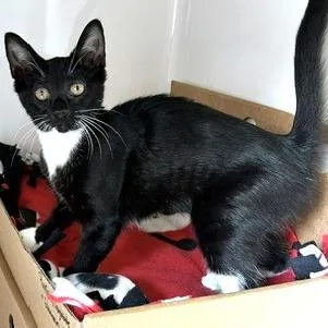 A baby small-sized female Black Domestic Short Hair cat named Troglobite for adoption in Novelty, OH