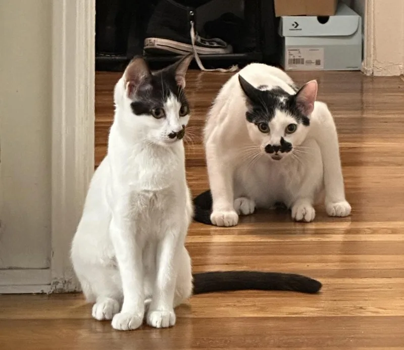 A baby small-sized female Black & White / Tuxedo Domestic Short Hair cat named Miso for adoption in Los Angeles, CA